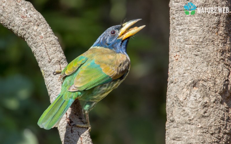 Tree-clinging Birds